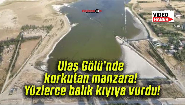 Ulaş Gölü’nde korkutan manzara! Yüzlerce balık kıyıya vurdu!