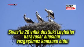 Sivas’ta 20 yıllık dostluk! Leylekler Karavasar ailesinin vazgeçilmez komşusu oldu!