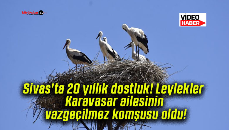 Sivas’ta 20 yıllık dostluk! Leylekler Karavasar ailesinin vazgeçilmez komşusu oldu!