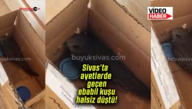 Sivas’ta ayetlerde geçen ebabil kuşu halsiz düştü!