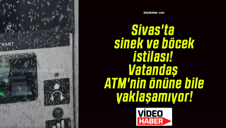 Sivas’ta sinek ve böcek istilası! Vatandaş ATM’nin önüne bile yaklaşamıyor!