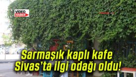 Sarmaşık kaplı kafe Sivas’ta ilgi odağı oldu!