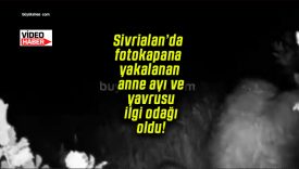 Sivrialan’da fotokapana yakalanan anne ayı ve yavrusu ilgi odağı oldu!