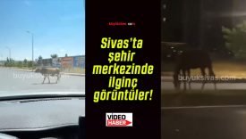Sivas’ta şehir merkezinde ilginç görüntüler!