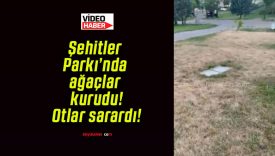 Şehitler Parkı’nda ağaçlar kurudu! Otlar sarardı!