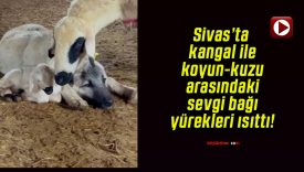 Sivas’ta kangal ile koyun-kuzu arasındaki sevgi bağı yürekleri ısıttı!