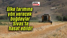 Ülke tarımına yön verecek buğdaylar Sivas’ta hasat edildi!