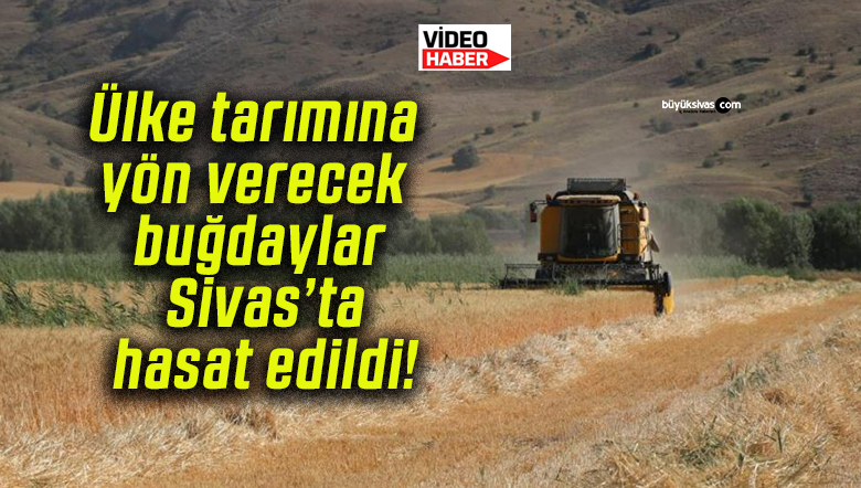 Ülke tarımına yön verecek buğdaylar Sivas’ta hasat edildi!