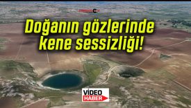 Doğanın gözlerinde kene sessizliği!