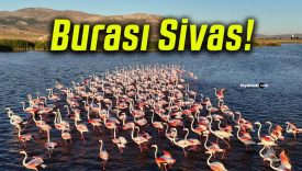 Allı turnalar Ulaş Gölü’nde görsel şölen sundu!