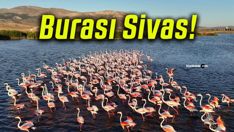 Allı turnalar Ulaş Gölü’nde görsel şölen sundu!