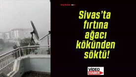Sivas’ta fırtına ağacı kökünden söktü!