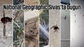 “Temizledik” denilen Sivas’ta durum farklı! Ortalık hâlâ kaynıyor!