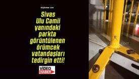 Sivas Ulu Camii yanındaki parkta görüntülenen örümcek vatandaşları tedirgin etti!