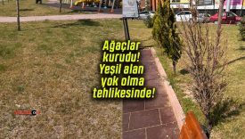 Ağaçlar kurudu! Yeşil alan yok olma tehlikesinde!