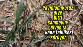 Yayınlamıyoruz diye bitti sanmayın! Sivas’ta kene tehlikesi sürüyor!
