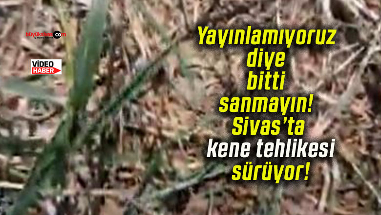 Yayınlamıyoruz diye bitti sanmayın! Sivas’ta kene tehlikesi sürüyor!