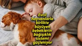 Evcil hayvanlarla birlikte büyüyen bebeklerin bağışıklık sistemi güçleniyor