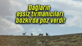 Dağların eşsiz tırmanıcıları bozkırda poz verdi!