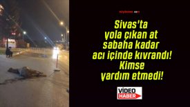 Sivas’ta yola çıkan at sabaha kadar acı içinde kıvrandı! Kimse yardım etmedi!