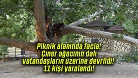 Piknik alanında facia! Çınar ağacının dalı vatandaşların üzerine devrildi! 11 kişi yaralandı!