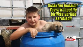 Sıcaktan bunaldı! Yavru kangal ile birlikte varilde serinledi!