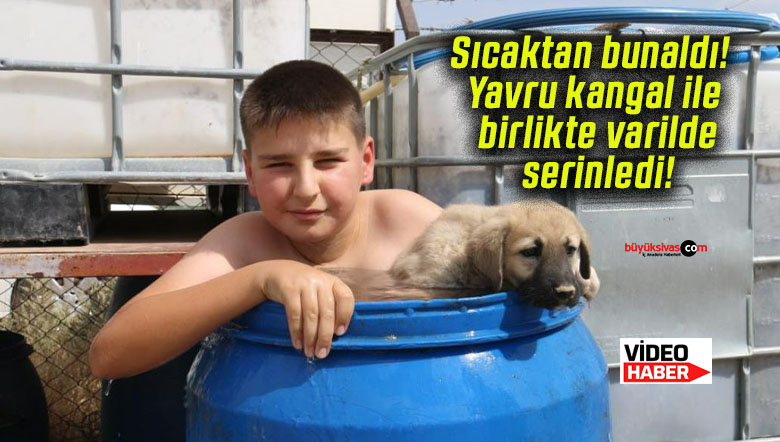 Sıcaktan bunaldı! Yavru kangal ile birlikte varilde serinledi!