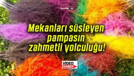 Mekanları süsleyen pampasın zahmetli yolculuğu!