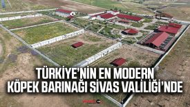 İlçelerdeki köpekler daha şanslı! Merkez barınağı tepkilerin odağında