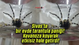 Sivas’ta bir evde tarantula paniği! Kavanoza koyarak etkisiz hale getirdi!