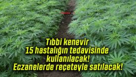 Tıbbi kenevir 15 hastalığın tedavisinde kullanılacak! Eczanelerde reçeteyle satılacak!