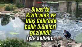Sivas’ta Kızılırmak ve Ulaş Gölü’nde balık ölümleri gözlendi! İşte sebebi..