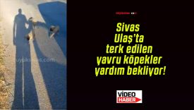 Sivas Ulaş’ta terk edilen yavru köpekler yardım bekliyor!