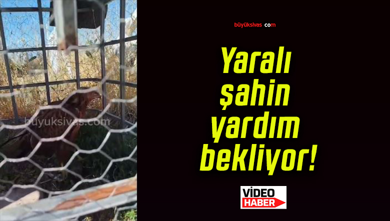 Yaralı şahin yardım bekliyor!