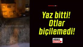 Yaz bitti! Otlar biçilemedi!