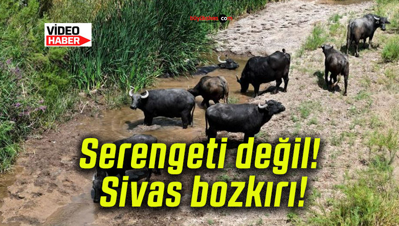 bozkırsa
