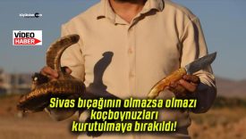 Sivas bıçağının olmazsa olmazı koçboynuzları kurutulmaya bırakıldı!
