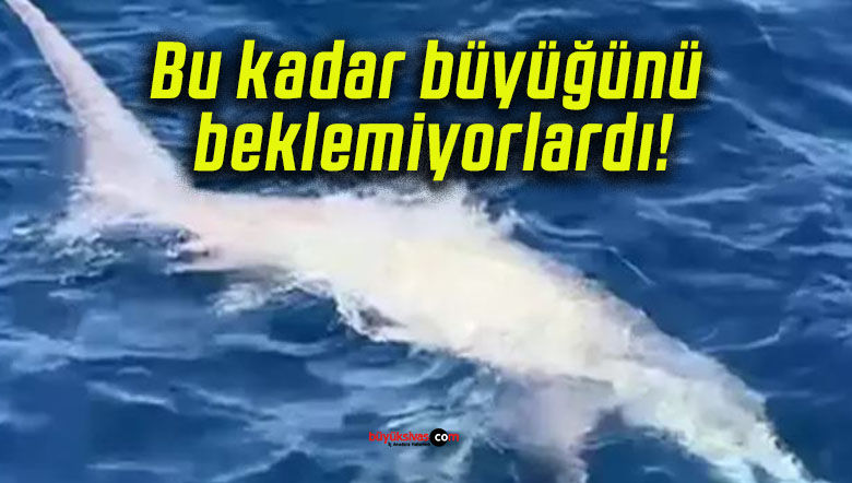 Bu kadar büyüğünü beklemiyorlardı!