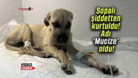 Sopalı şiddetten kurtuldu! Adı ‘Mucize’ oldu!