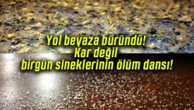 Yol beyaza büründü! Kar değil birgün sineklerinin ölüm dansı!