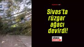 Sivas’ta rüzgar ağacı devirdi!