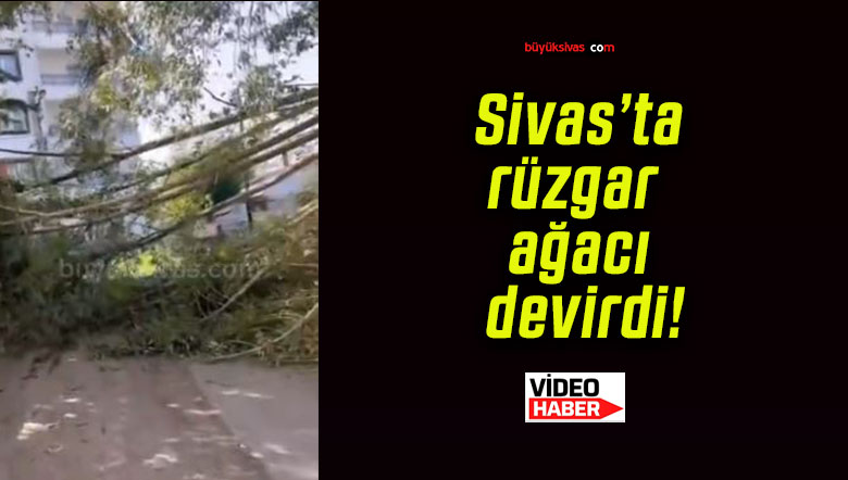 Sivas’ta rüzgar ağacı devirdi!