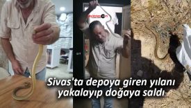 Sivas’ta depoya giren yılanı yakalayıp doğaya saldı