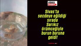 Sivas’ta secdeye eğildiği sırada Sarıkız örümceğiyle burun buruna geldi!