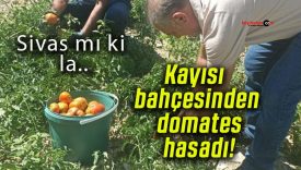 Kayısı bahçesinden domates hasadı!