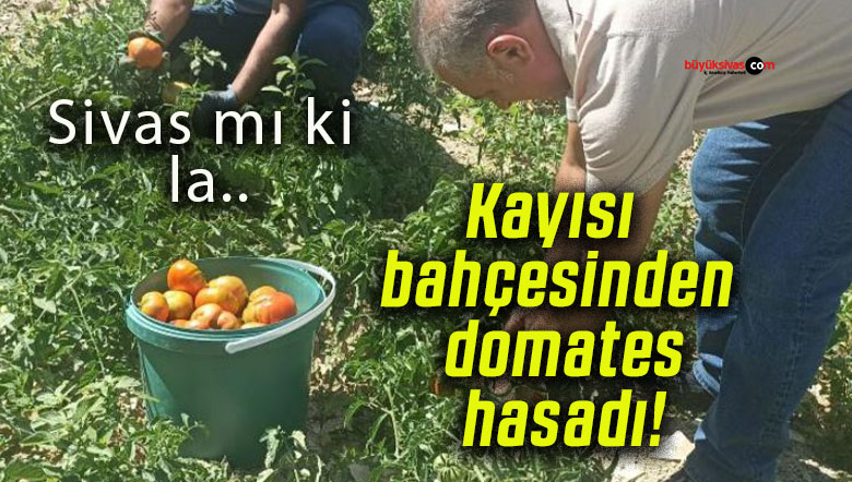 Kayısı bahçesinden domates hasadı!