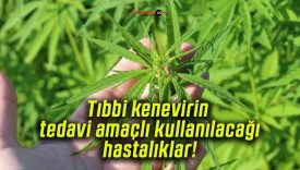 Tıbbi kenevirin tedavi amaçlı kullanılacağı hastalıklar!