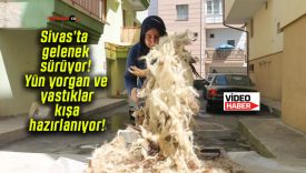 Sivas’ta gelenek sürüyor! Yün yorgan ve yastıklar kışa hazırlanıyor!
