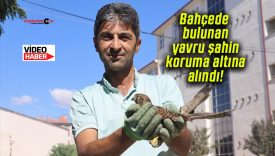 Bahçede bulunan yavru şahin koruma altına alındı!