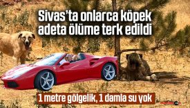 Sivas Belediyesi barınağındaki köpekler susuzluk ve sıcakta can çekişiyor!